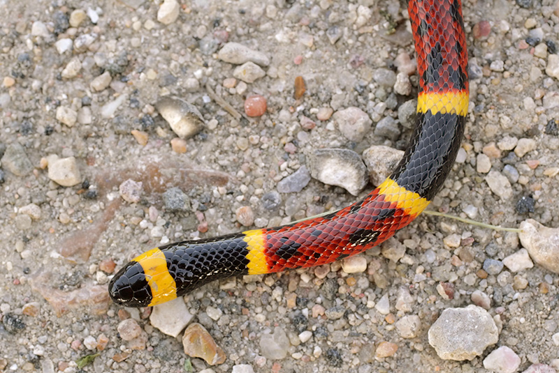 Coral Snake