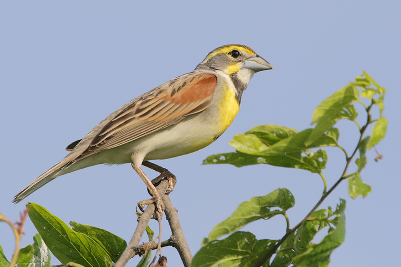 Dickcissel