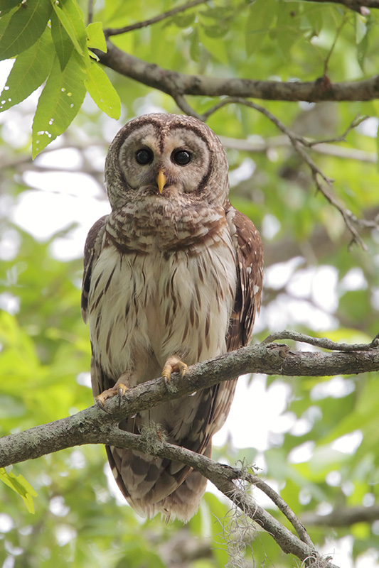 Barred Owl