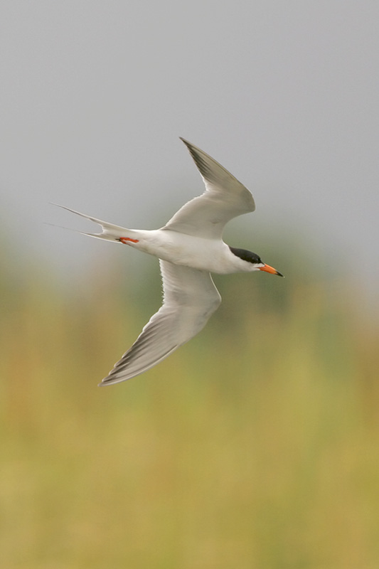 Forsters Tern