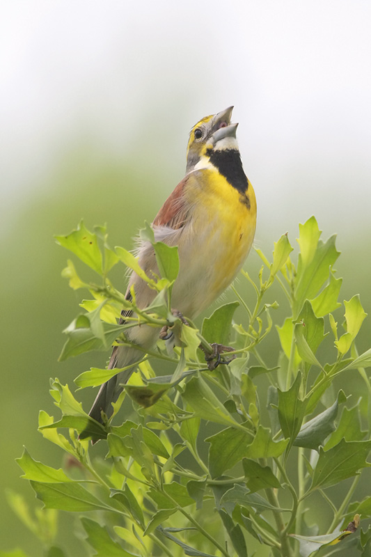 Dickcissel