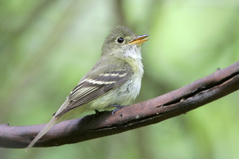 Acadian Flycatcher