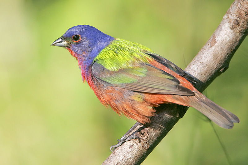 Painted Bunting