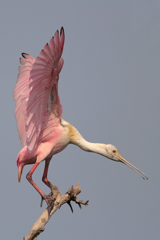 Roseate Spoonbill