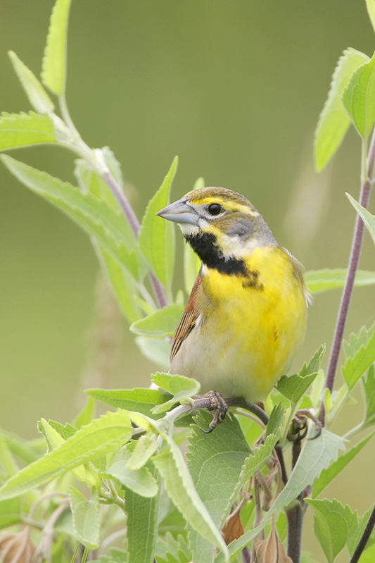 Dickcissel