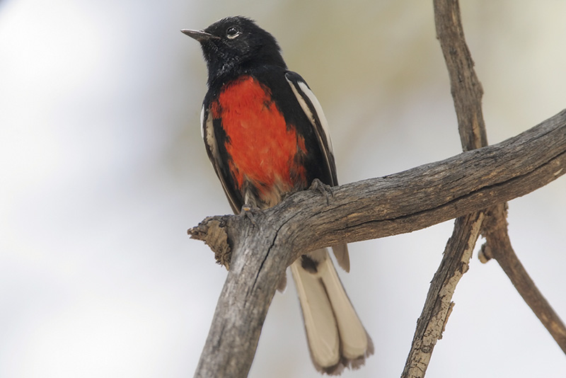 Painted Redstart