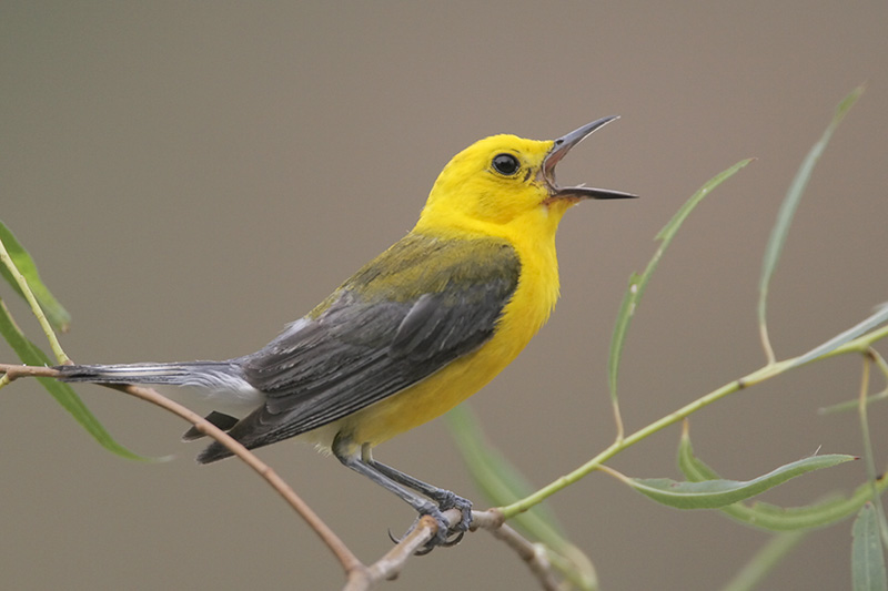 Prothonotary Warbler