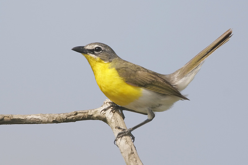 Yellow-breasted Chat