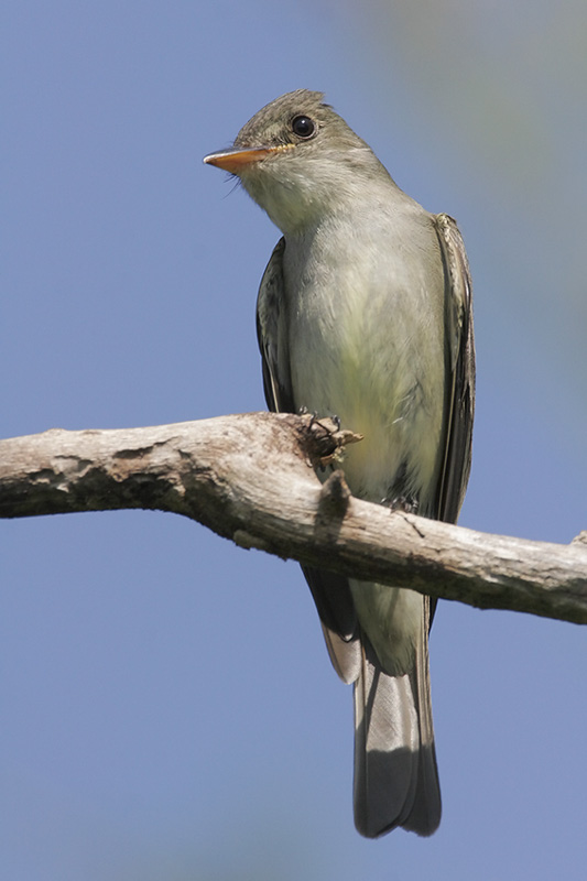 Eastern Wood-Pewee