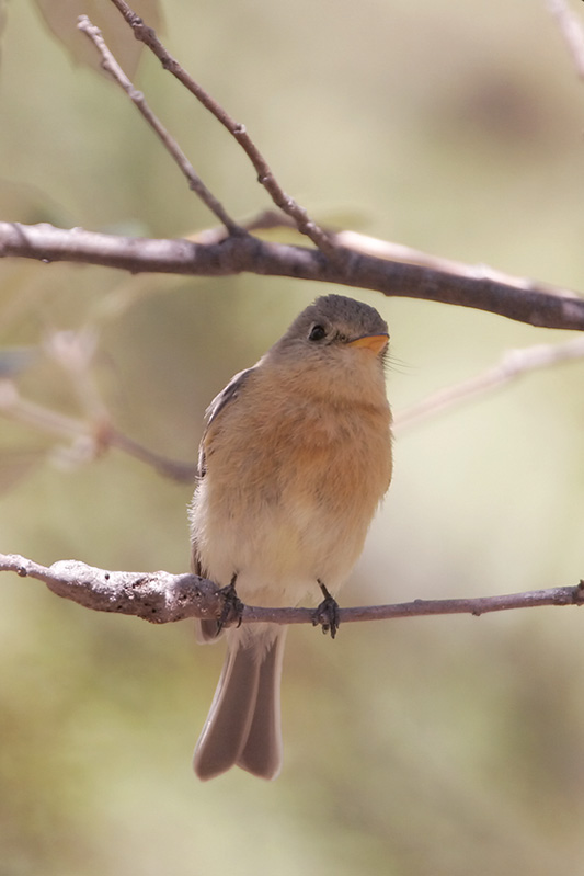 Buff-breasted Flycatcher