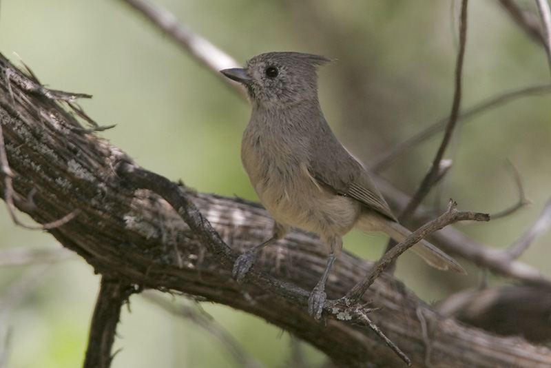 Juniper Titmouse