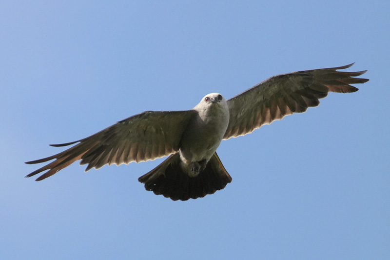 Mississippi Kite