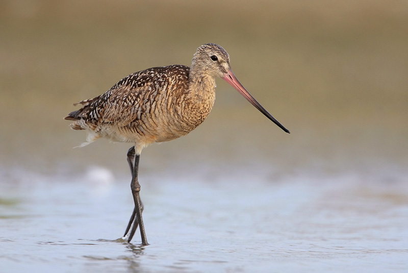 Marbled Godwit
