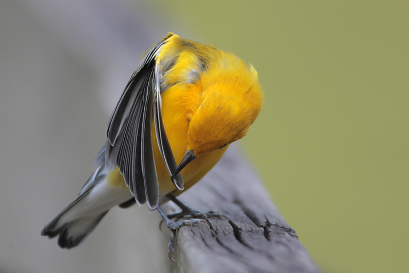 Prothonotary Warbler