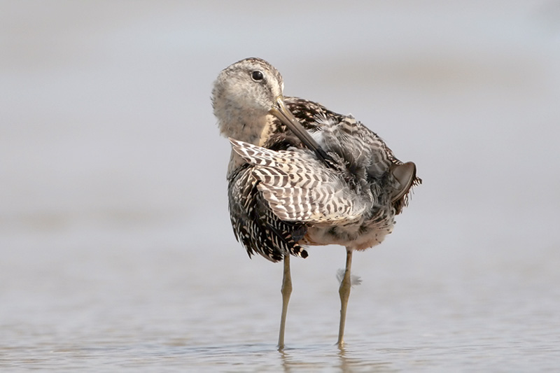 Short-billed Dowitcher