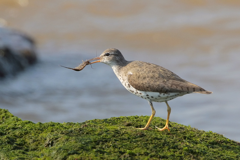 Spotted Sandpiper