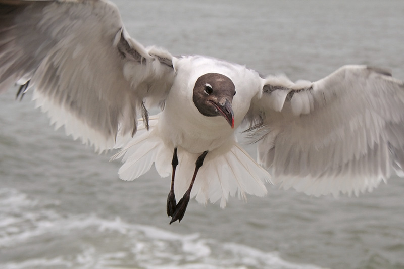 Laughing Gull