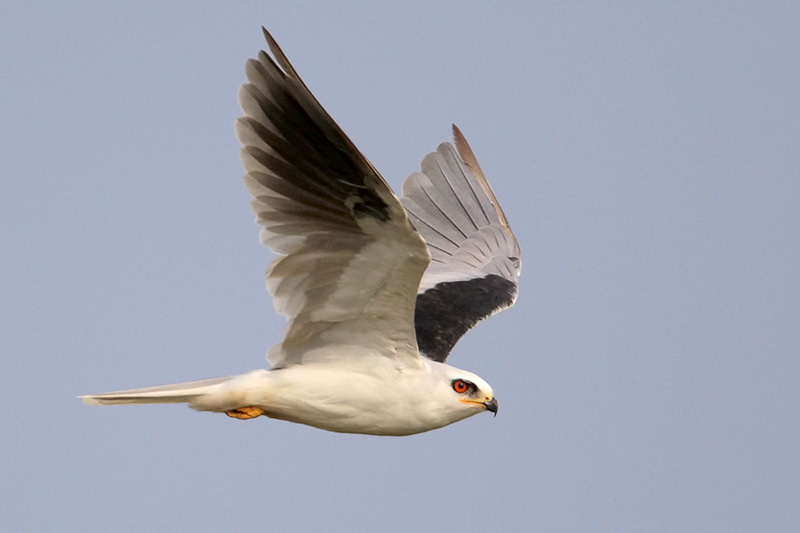 White-tailed Kite