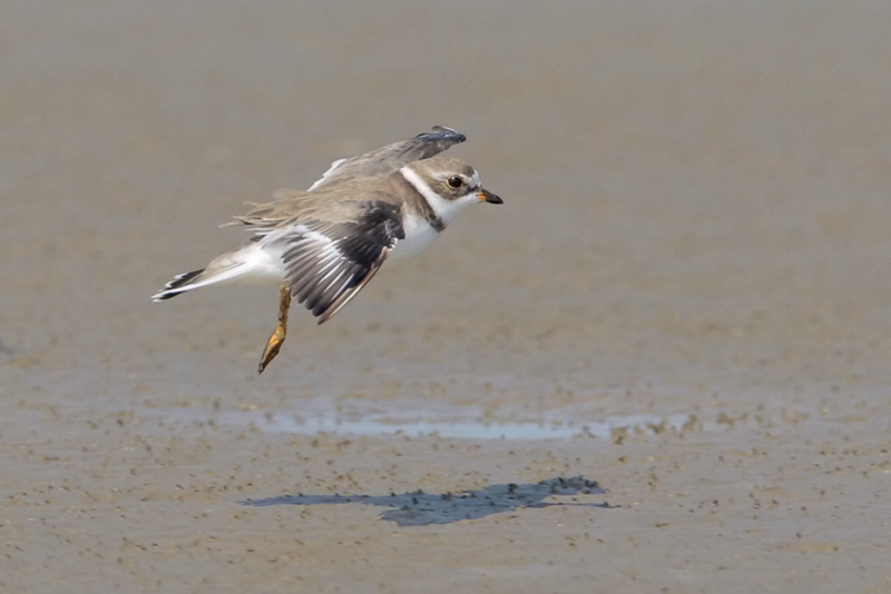 Semipalmated Plover