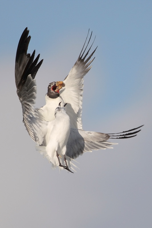 Laughing Gull
