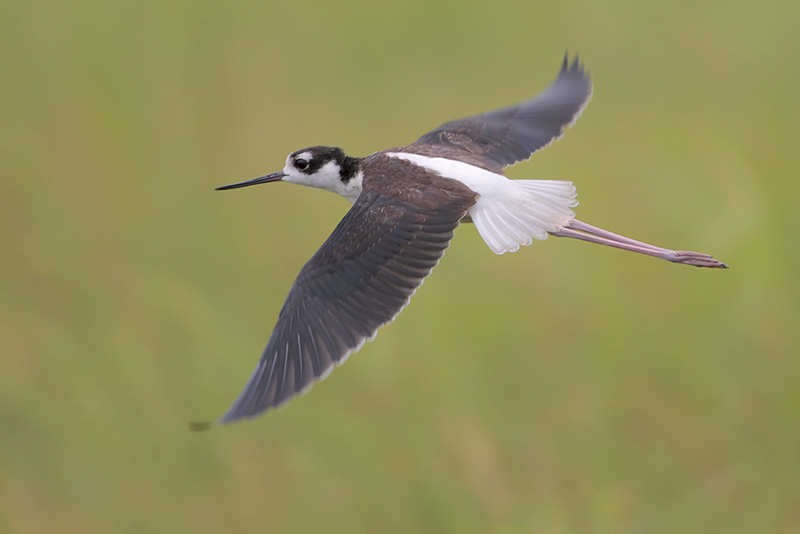 Black-necked Stilt