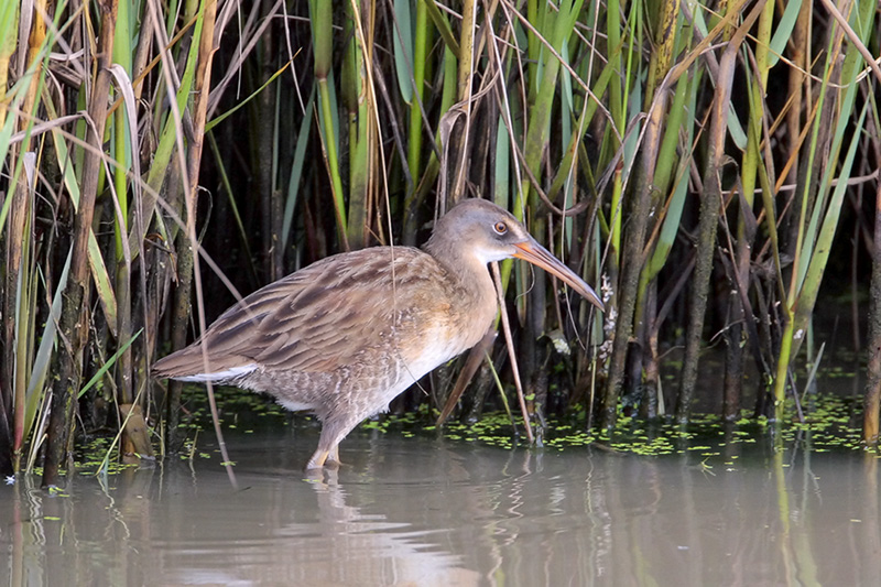 Clapper Rail