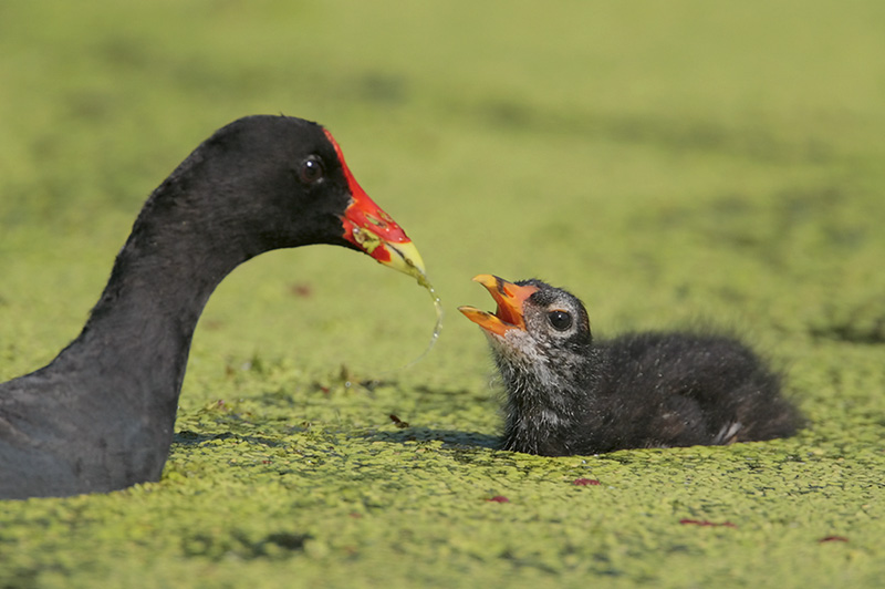Common Moorhen