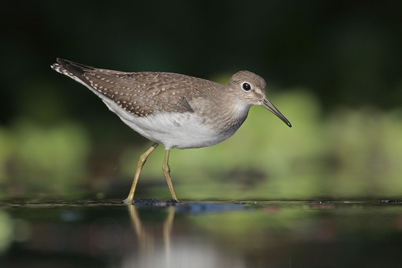 Solitary Sandpiper