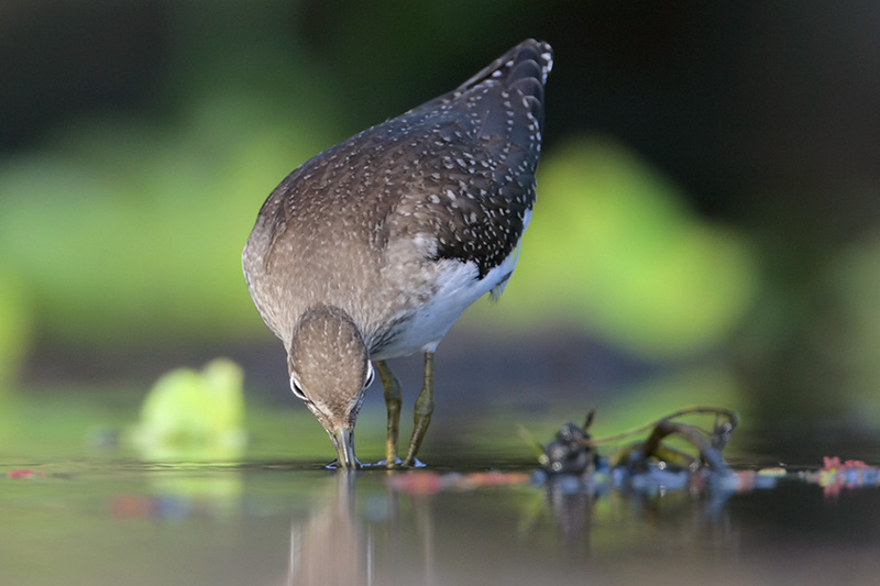Solitary Sandpiper