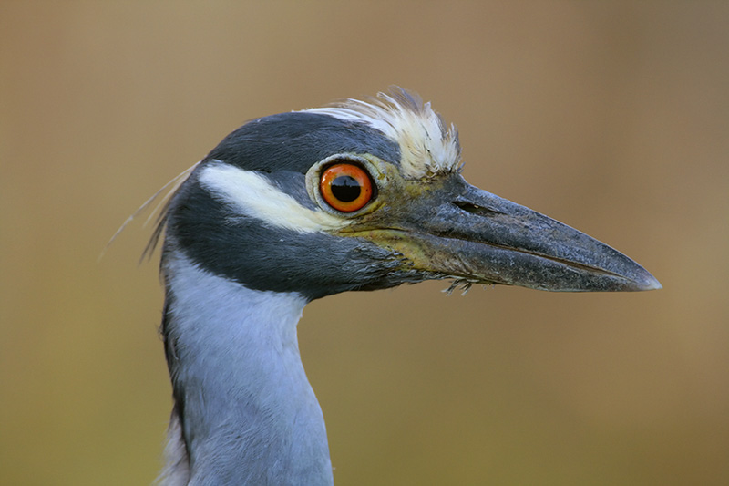 Yellow-crowned Night-Heron