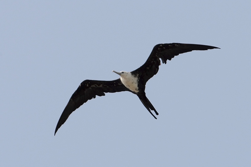 Magnificent Frigatebird