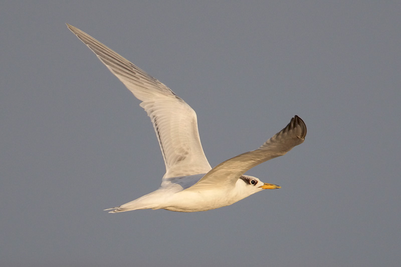 Sandwich Tern
