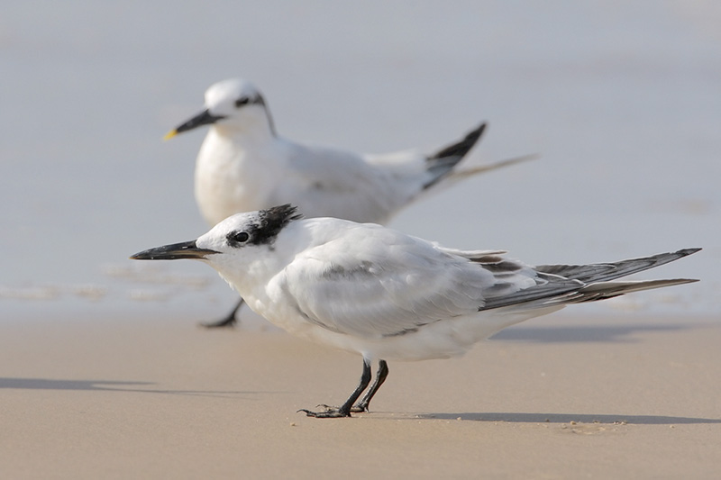 Sandwich Tern