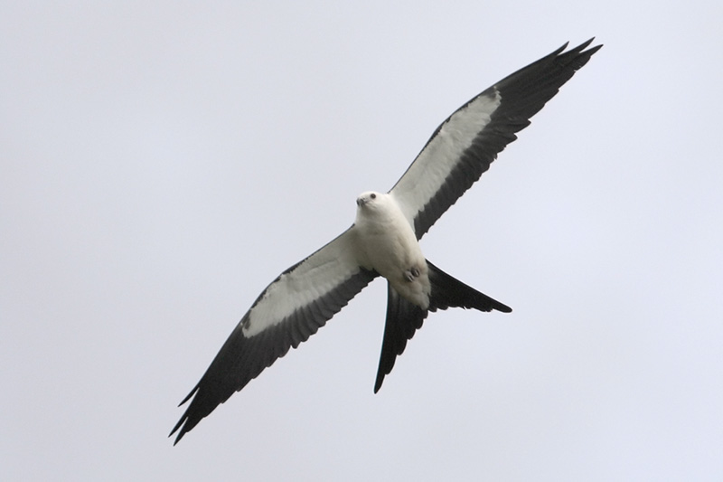 Swallow-tailed Kite