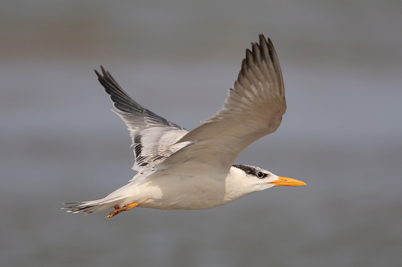 Royal Tern