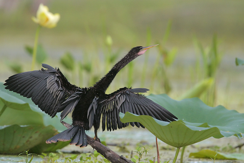 Anhinga