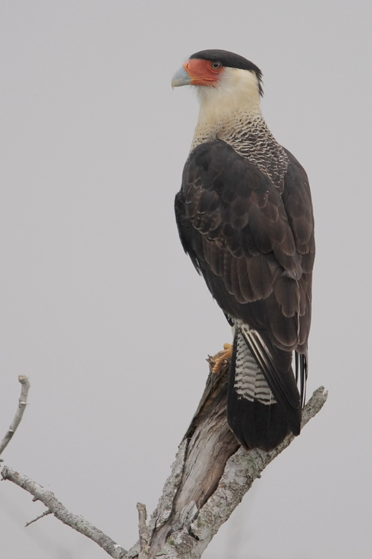Crested Caracara