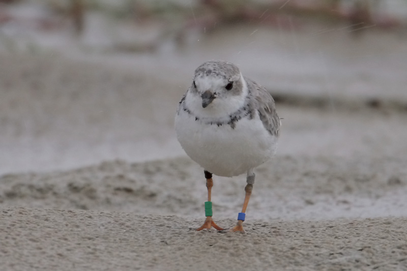 Piping Plover