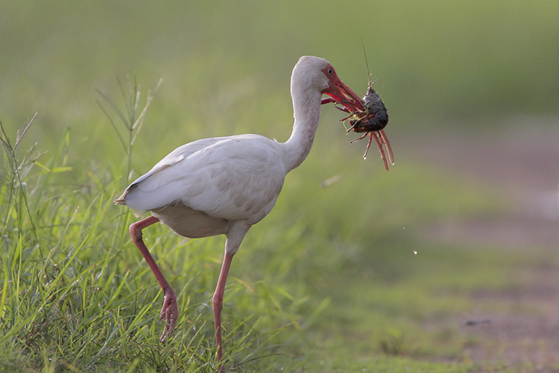 White Ibis