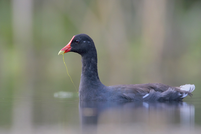 Common Moorhen