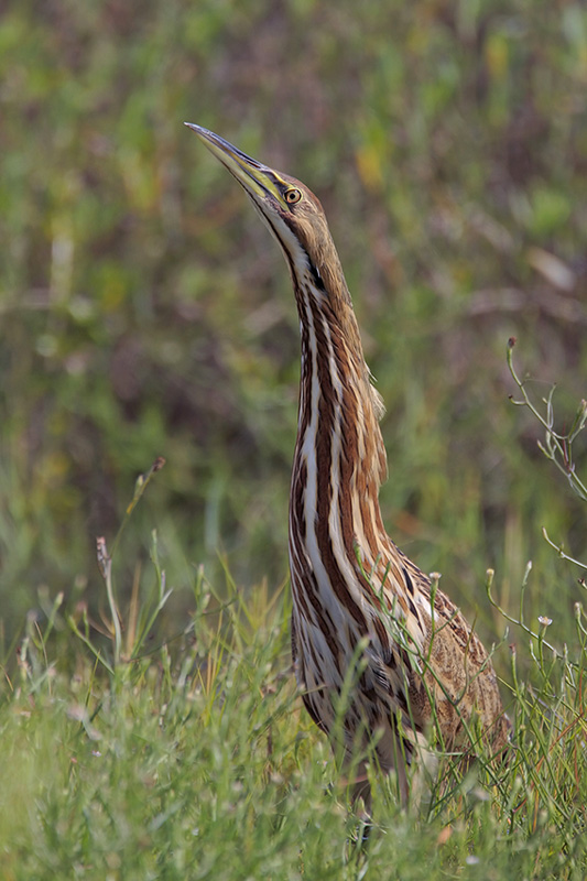 American Bittern