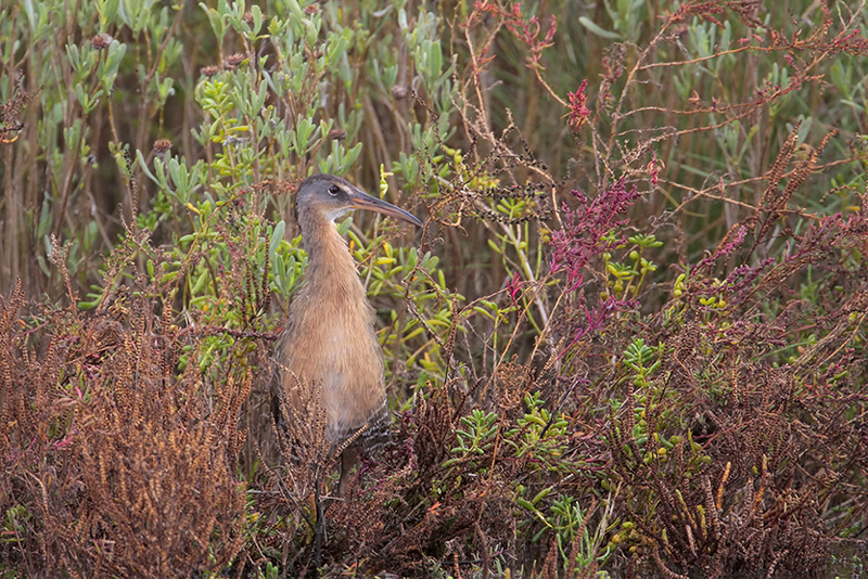 Clapper Rail