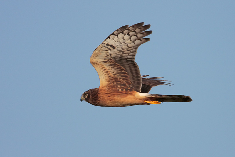 Northern Harrier