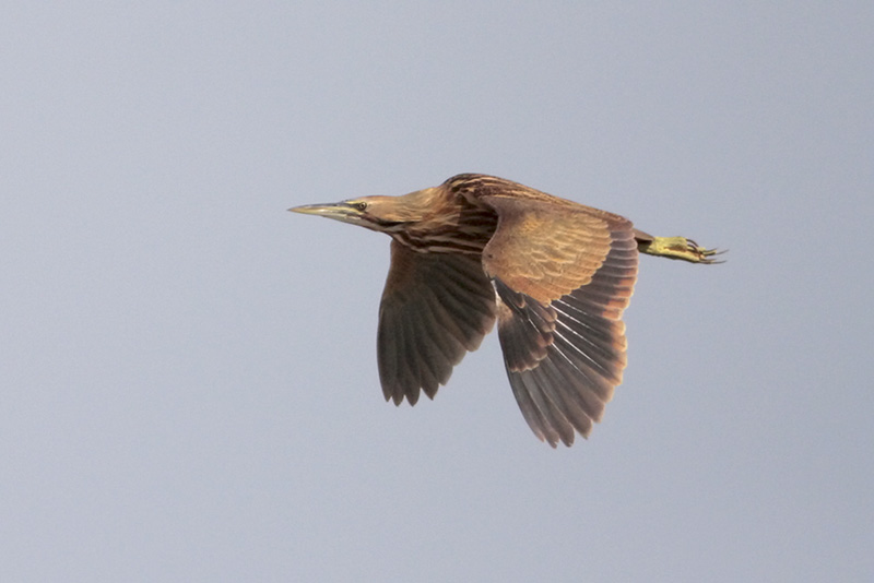 American Bittern