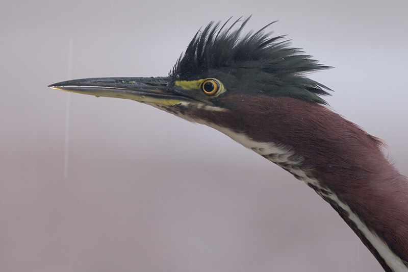 Green Heron