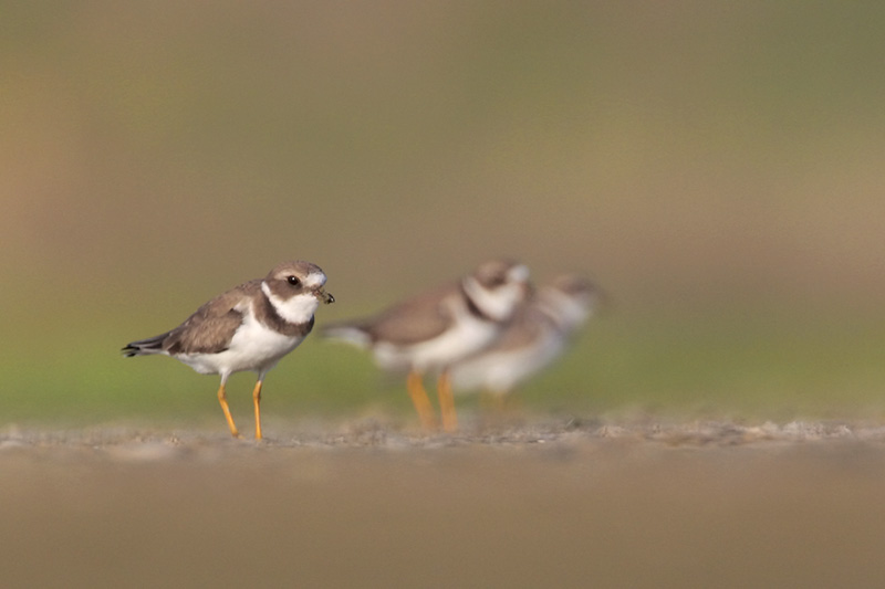 Semipalmated Plover