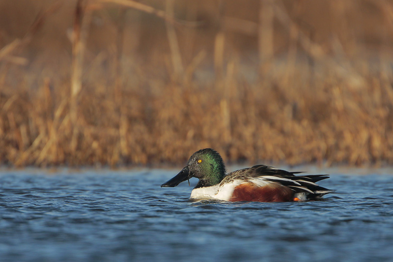 Northern Shoveler