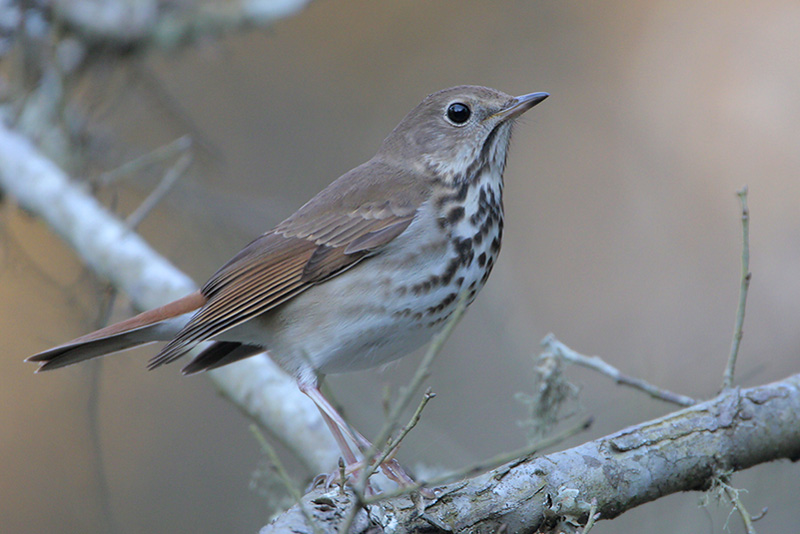 Hermit Thrush