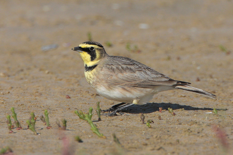 Horned Lark