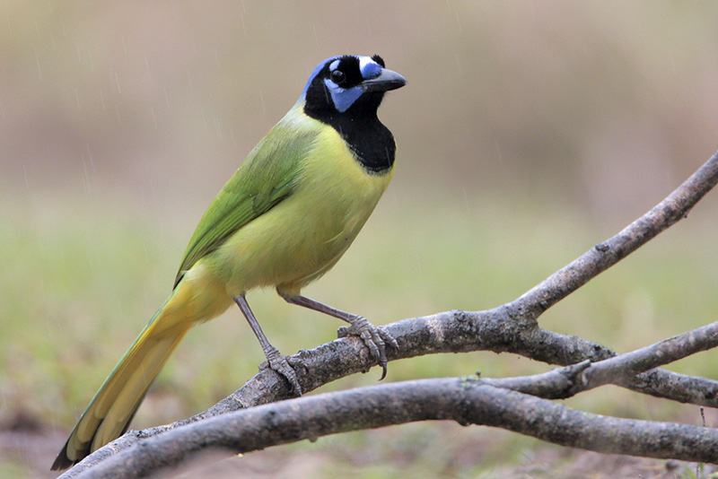 Green Jay